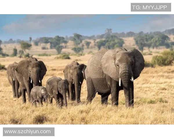 非洲大象姚明的传奇故事与生态保护的紧密联系